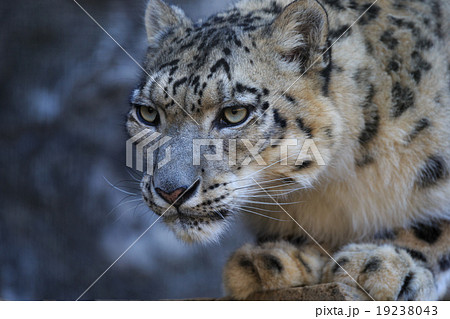 獲物を狙うユキヒョウの写真素材