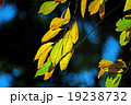 紅葉 19238732