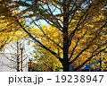 多摩センターの紅葉 19238947
