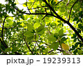 緑の木陰 19239313