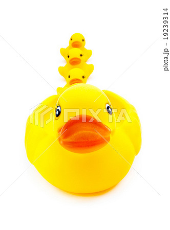 Rubber yellow duck toy on white background, Close Rubber yellow duck toy on white background, Close 19239314