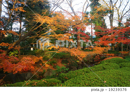大田黒公園　紅葉 19239376