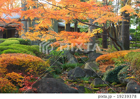 大田黒公園 紅葉 大田黒公園 紅葉 19239378