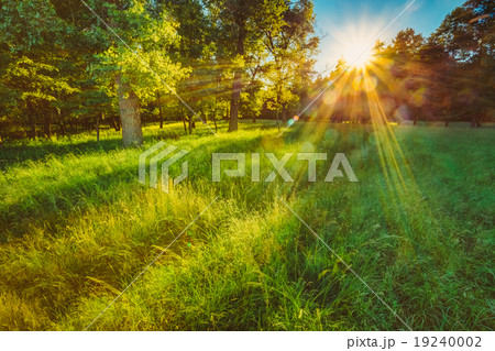 Sunlight In Green Coniferous Forest, Russian 19240002