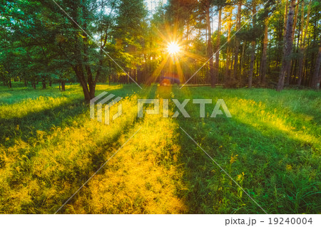 Sunlight In Green Coniferous Forest, Russian 19240004