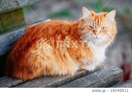 Red Cat Sitting On Old Wooden Bench In Park 19240011
