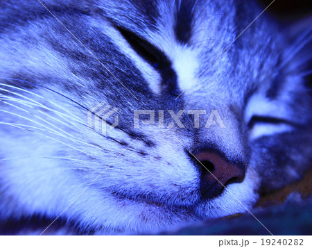 muzzle of cat of Scottish Straight 19240282