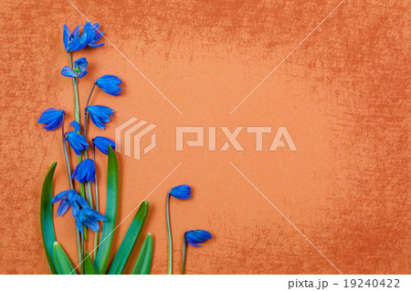 flower background flower background 19240422