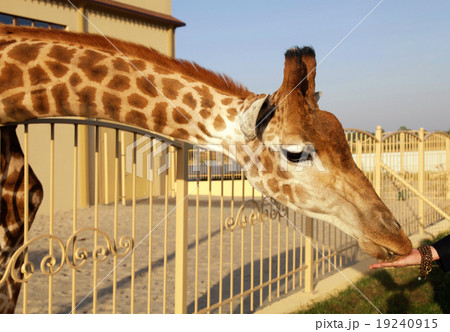 Giraffe eating corn from hands Giraffe eating corn from hands 19240915