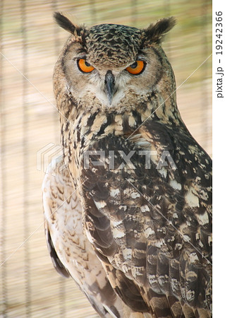 みみずく 19242366