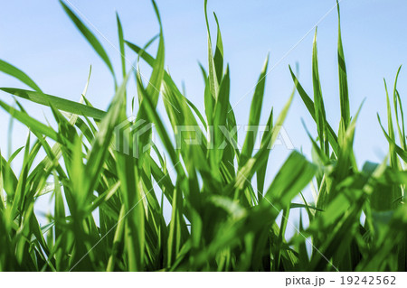 大麦若葉 19242562