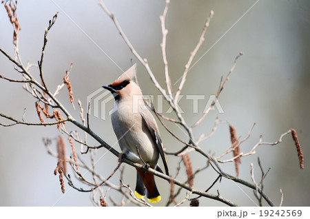 キレンジャク キレンジャク 19242569