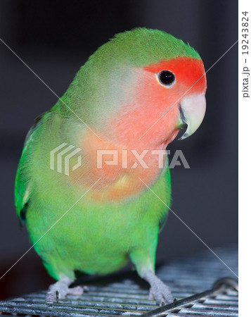 コザクラインコ コザクラインコ 19243824