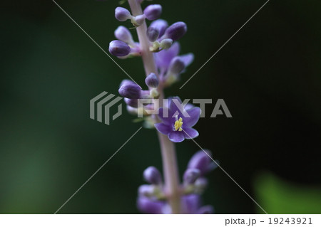 自然　植物　ヤブラン、根の肥大した部分は様々な漢方薬に配合される重要な生薬になるそうです② 19243921