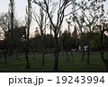 林 19243994