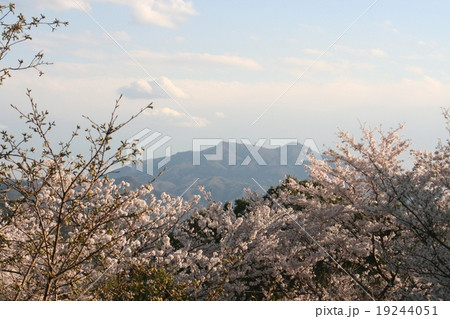 筑波山と桜 筑波山と桜 19244051