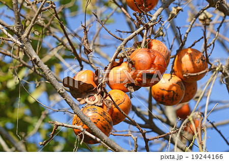 収穫されなかった残り柿 収穫されなかった残り柿 19244166