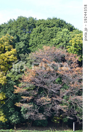 晩秋の小手指ヶ原古戦場　白旗塚 19244358