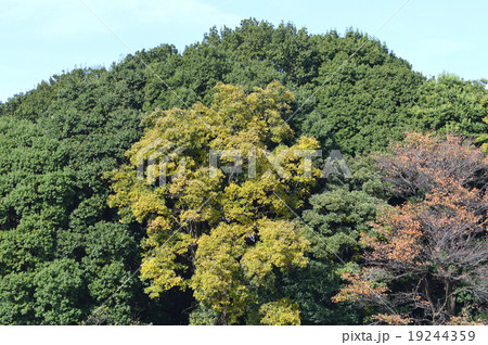 晩秋の小手指ヶ原古戦場 白旗塚 晩秋の小手指ヶ原古戦場 白旗塚 19244359