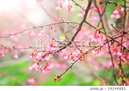 Bird on cherry blossom Bird on cherry blossom 19244883