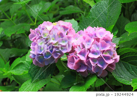 Hydrangea garden in Japan Hydrangea garden in Japan 19244924