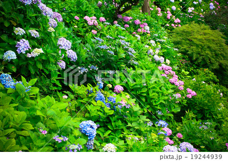 Hydrangea flower in the garden Hydrangea flower in the garden 19244939