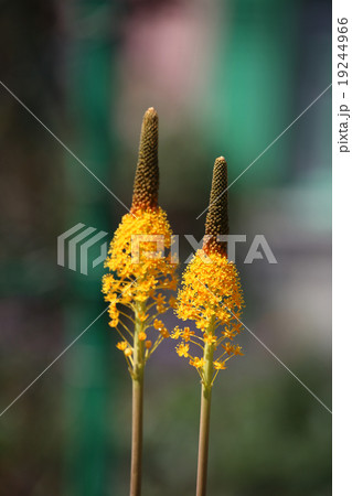 ブルビネラ ブルビネラ 19244966