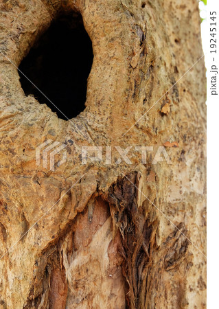 Bark Texture 19245145
