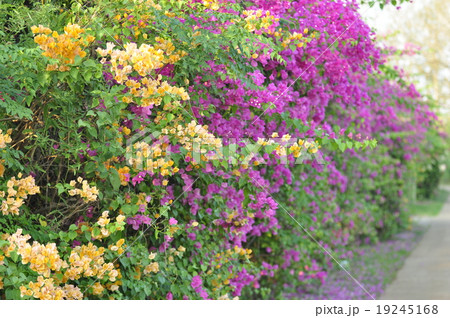 Bougainvillea.. Bougainvillea.. 19245168