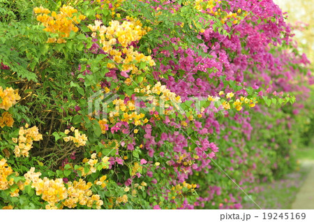 Bougainvillea.. Bougainvillea.. 19245169