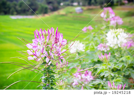 Pink Spider flower Pink Spider flower 19245218