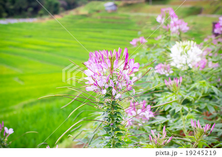 Pink Spider flower 19245219