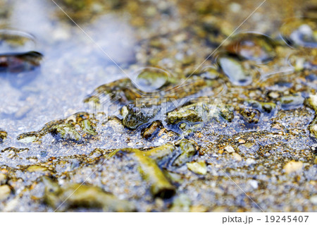石垣島 ヒルギ群落のトビハゼ 石垣島 ヒルギ群落のトビハゼ 19245407
