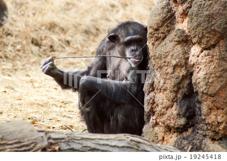 東京都多摩動物公園 チンパンジー 東京都多摩動物公園 チンパンジー 19245418