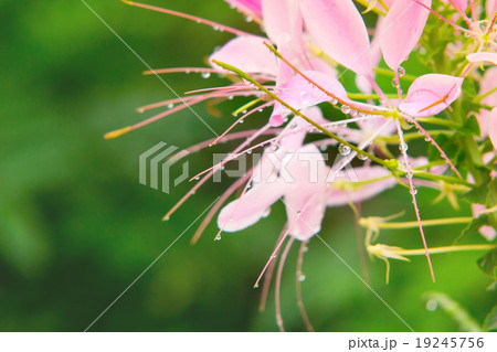 Pink Spider flower Pink Spider flower 19245756