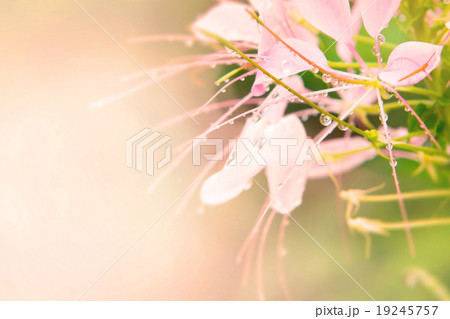 Pink Spider flower Pink Spider flower 19245757