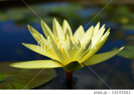 Lotus Lotus 19245881