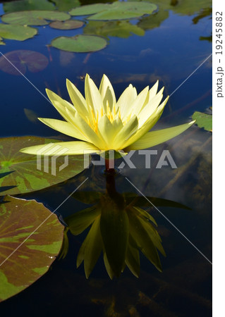 Lotus Lotus 19245882
