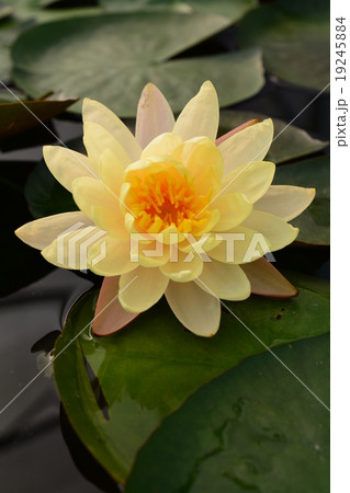 Lotus Lotus 19245884