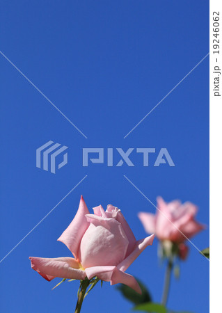 レディX・バラの花と雨雫と青空 レディX・バラの花と雨雫と青空 19246062