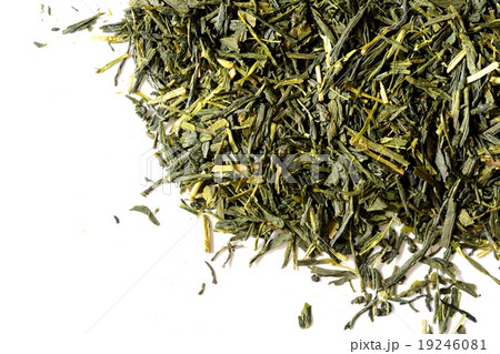 煎茶　白バック 19246081