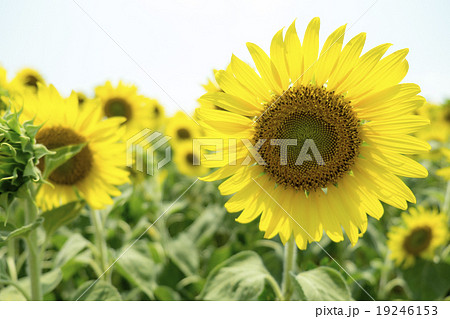 Sunflower blooming field Sunflower blooming field 19246153