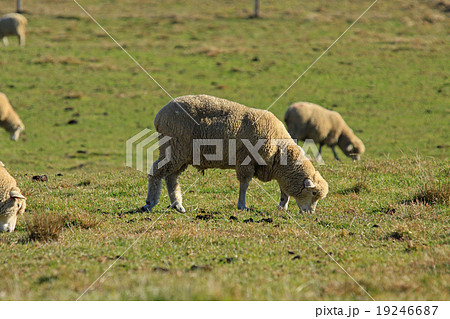 羊の放牧 羊の放牧 19246687