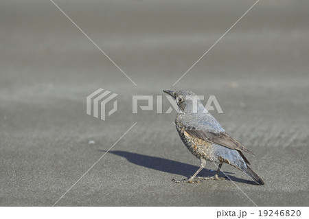 イソヒヨドリ雄、幼鳥 19246820