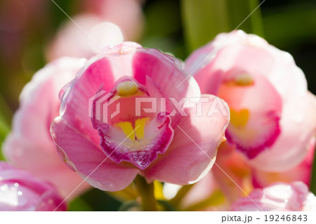Beautiful orchid flowers Beautiful orchid flowers 19246843