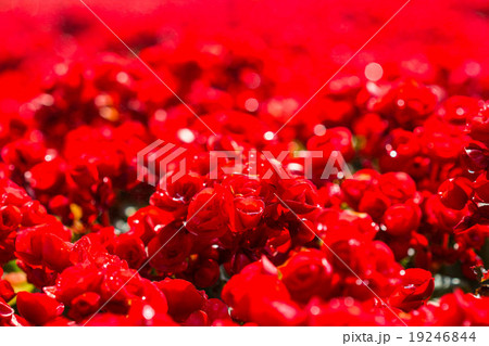 begonias begonias 19246844