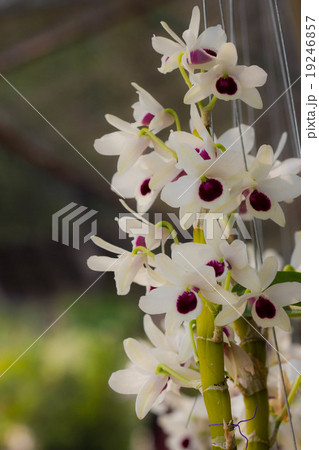 Beautiful orchid flowers 19246857