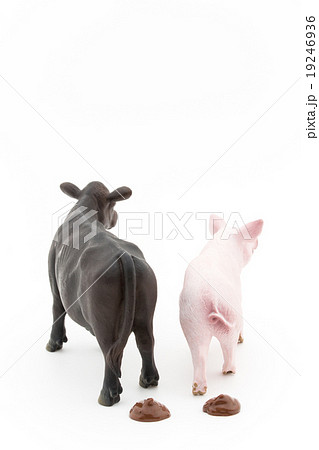 家畜のフン: feces of livestocks 家畜のフン: feces of livestocks 19246936