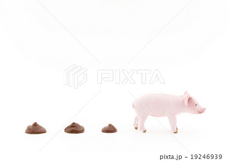 ブタとフン: Pig and its feces 19246939