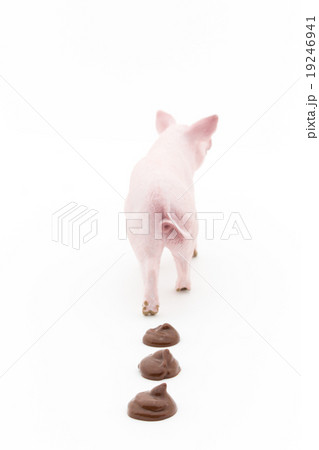 ブタとフン: Pig and its feces 19246941